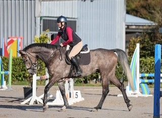 16.3hh Grey IS ex H by Ulysses MS2 dam Jolenes Clover ex Clonee Clover — Sport Horse for sale in Cork
