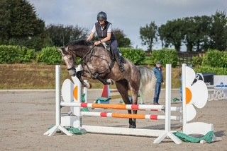 16.3hh Grey IS ex H by Ulysses MS2 dam Jolenes Clover ex Clonee Clover photo 3