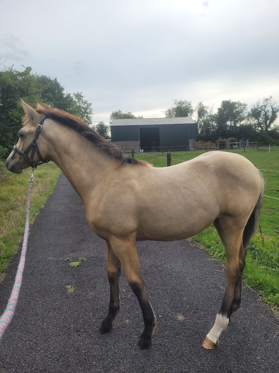 Dun connemara cross — Foal for sale in Meath
