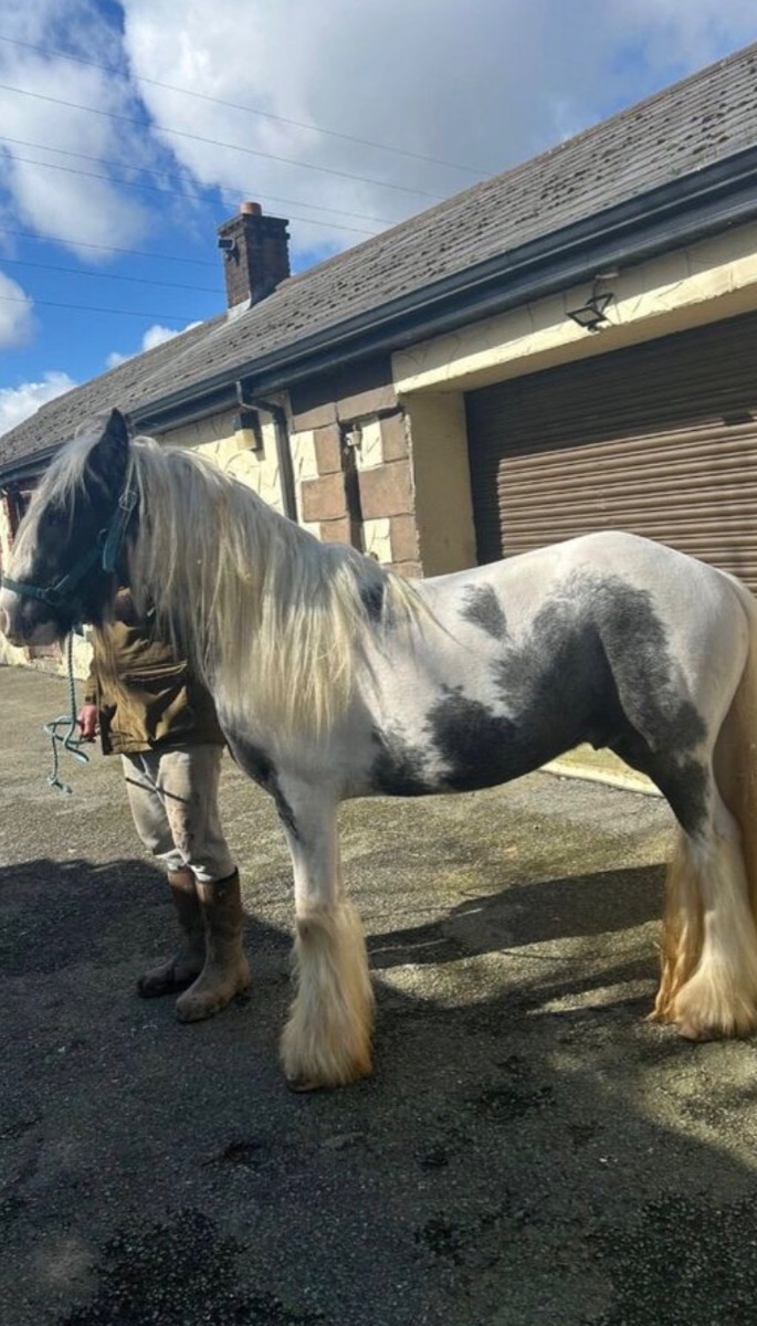 13.3H stepping cob gelding — Draft / Heavy Horse for sale in Meath