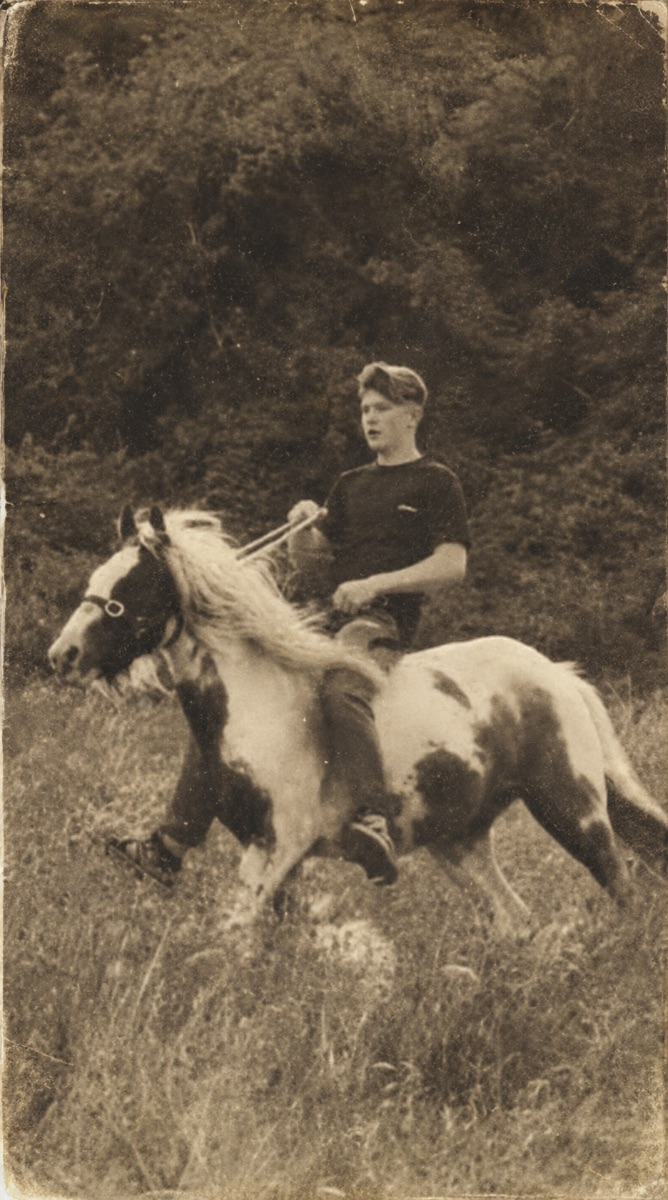 13.3H stepping cob gelding photo 2