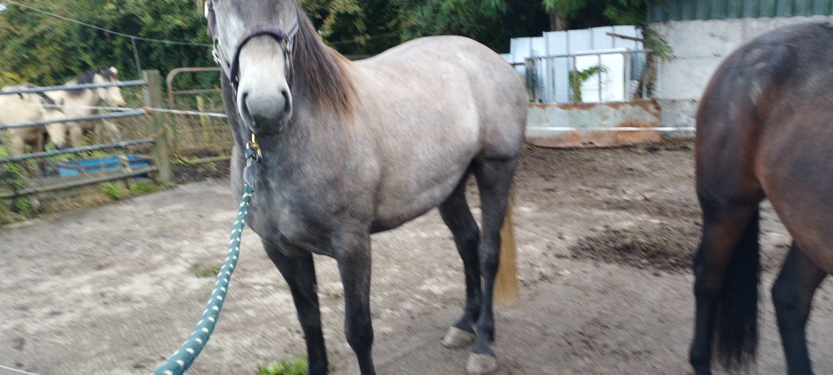 15/2 . 3year old gilding for sale. photo 3