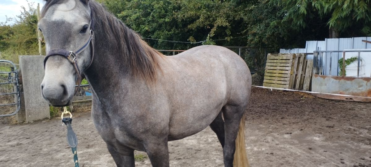 15/2 . 3year old gilding for sale. photo 2