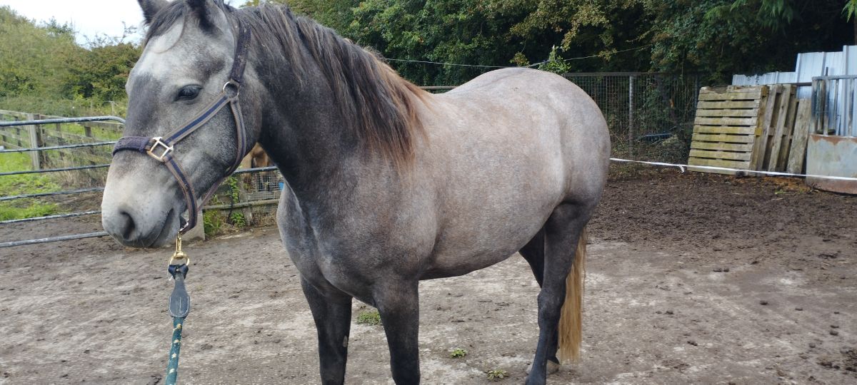 15/2 . 3year old gilding for sale.