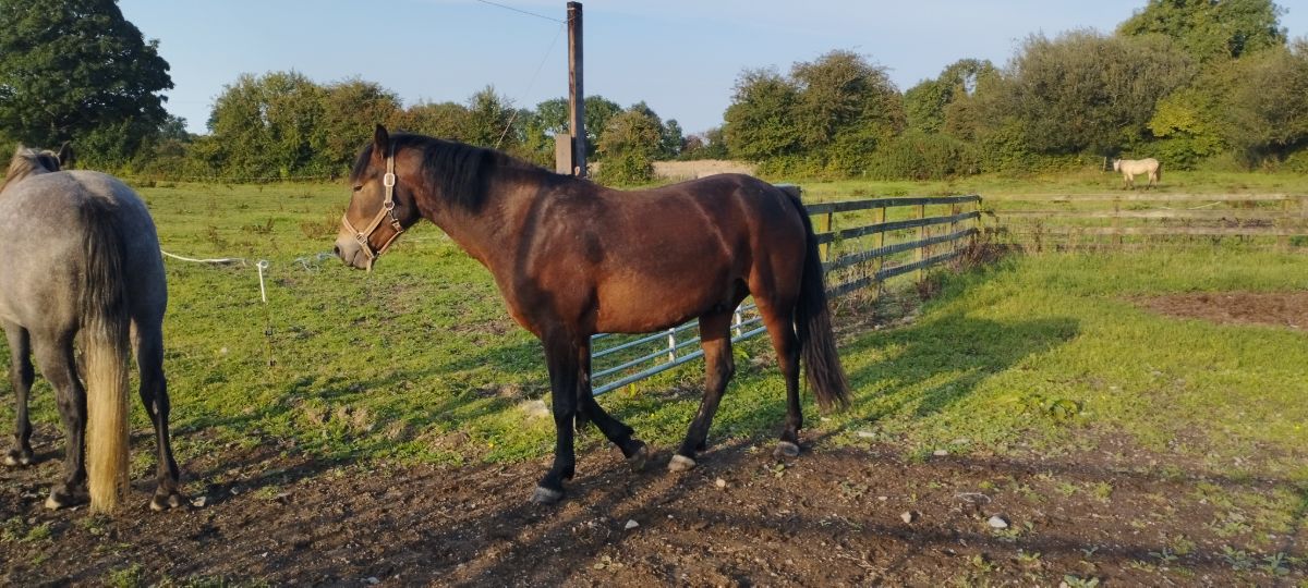 14/7.3 year old Connemara gilding.Bay. photo 3