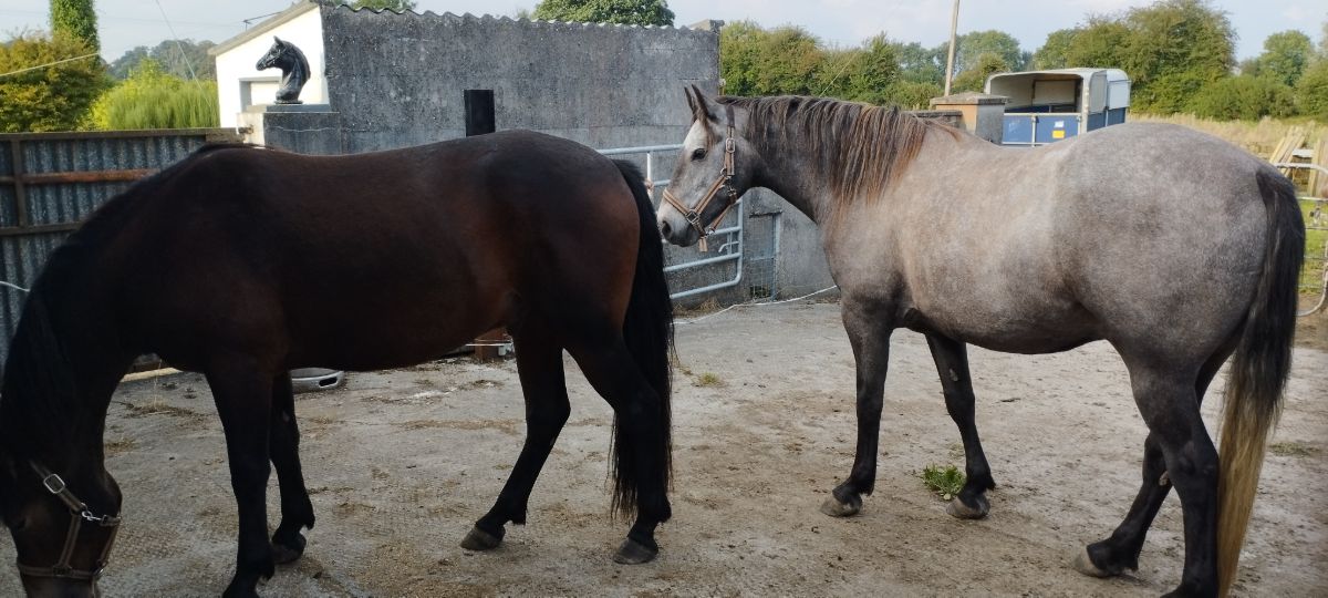 14/7.3 year old Connemara gilding.Bay. photo 2