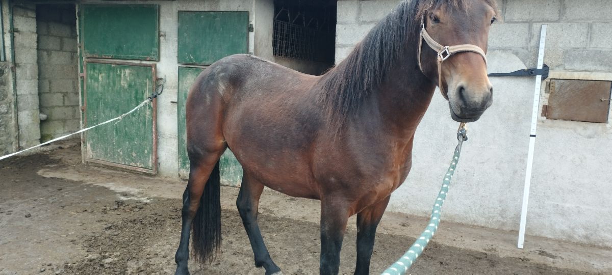 14/7.3 year old Connemara gilding.Bay. — Pony for sale in Galway