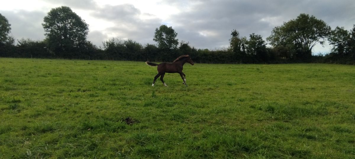 Colt   foal photo 2