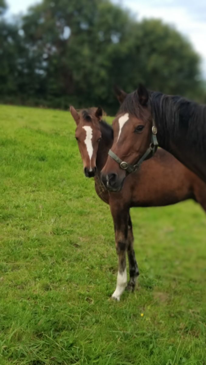 Colt   foal photo 5