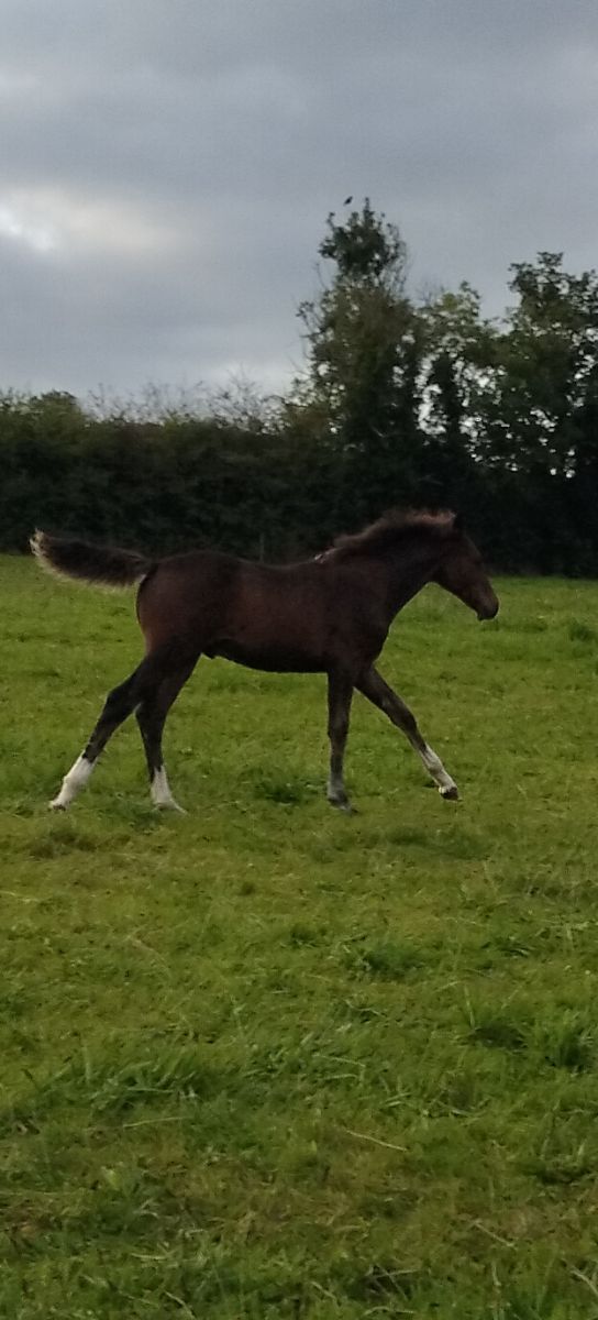 Colt   foal