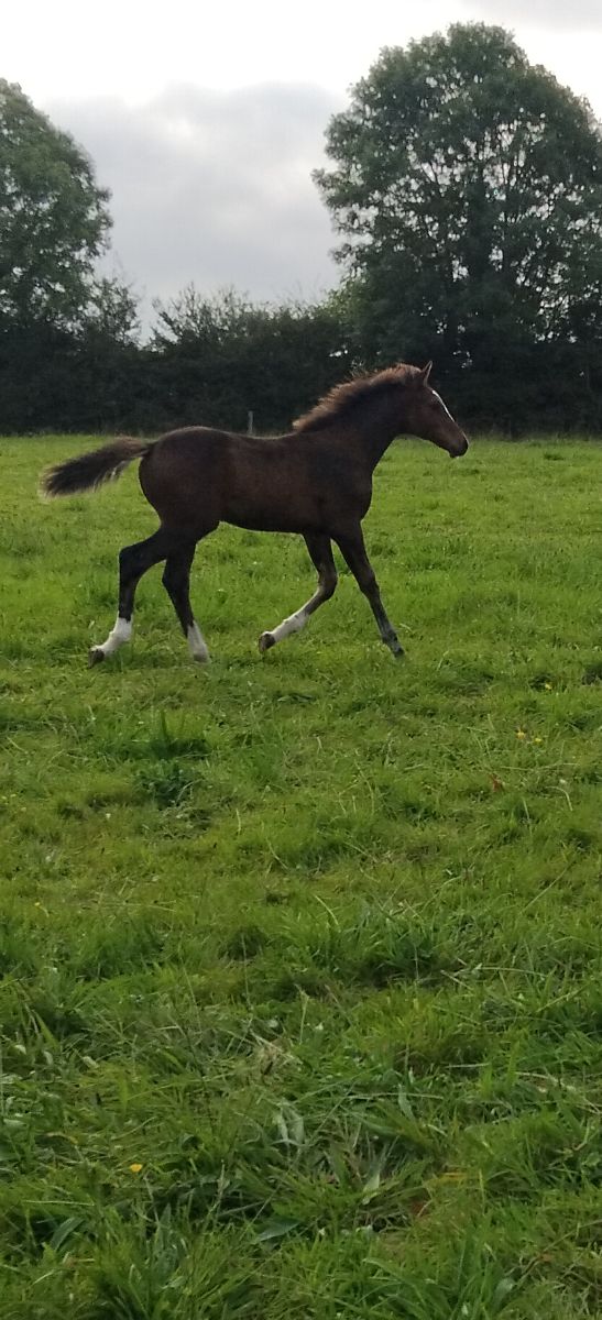 Colt   foal photo 4