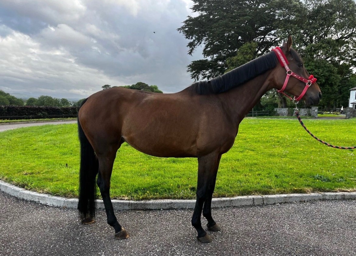 8yo 15.3hh bay mare