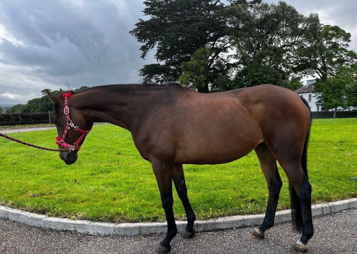 8yo 15.3hh bay mare photo 2