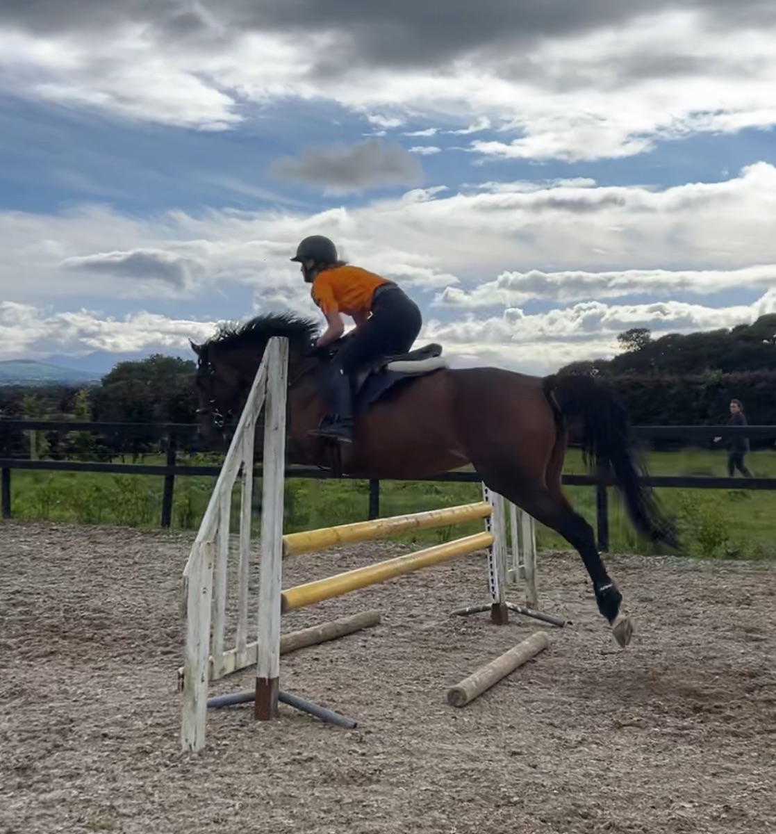 8yo 15.3hh bay mare photo 7