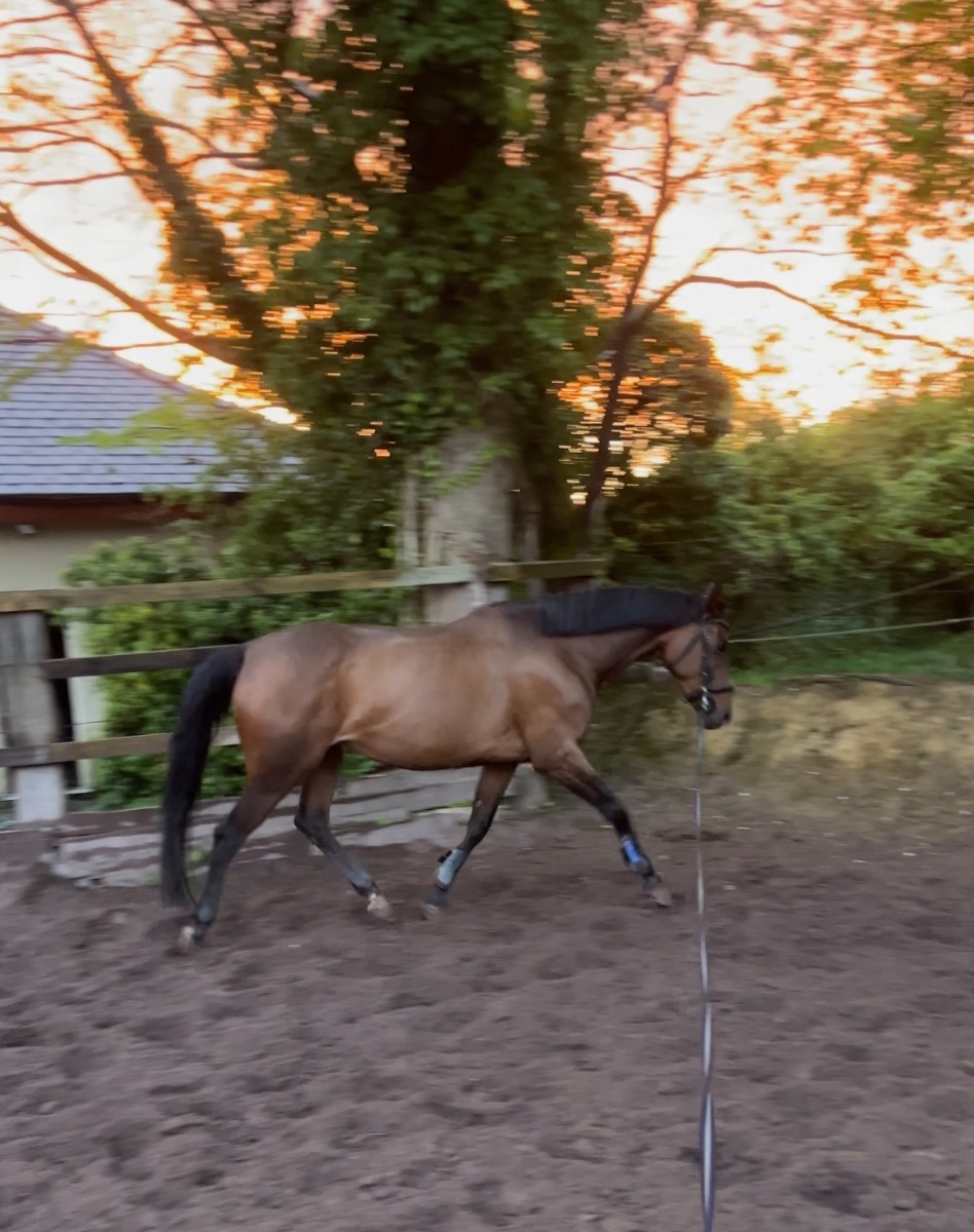 8yo 15.3hh bay mare photo 6