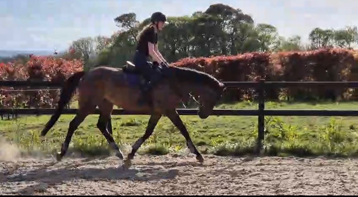 8yo 15.3hh bay mare photo 8