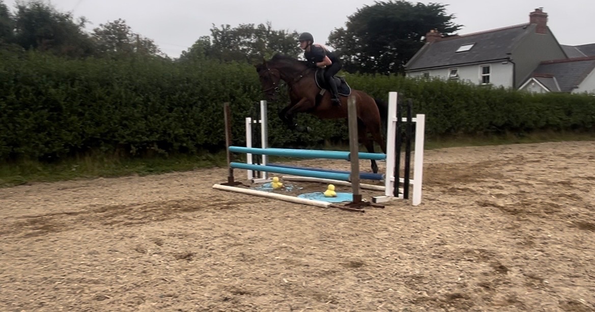 8yo 15.3hh bay mare photo 3