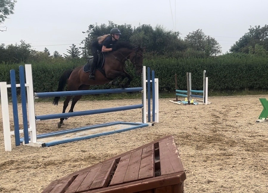 8yo 15.3hh bay mare photo 4