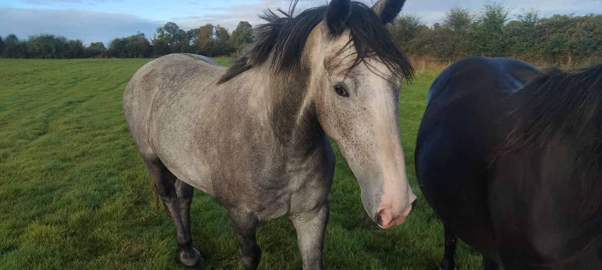 near 17 hands, grey mare very quiet ,haltered an walking,farmer breeder,