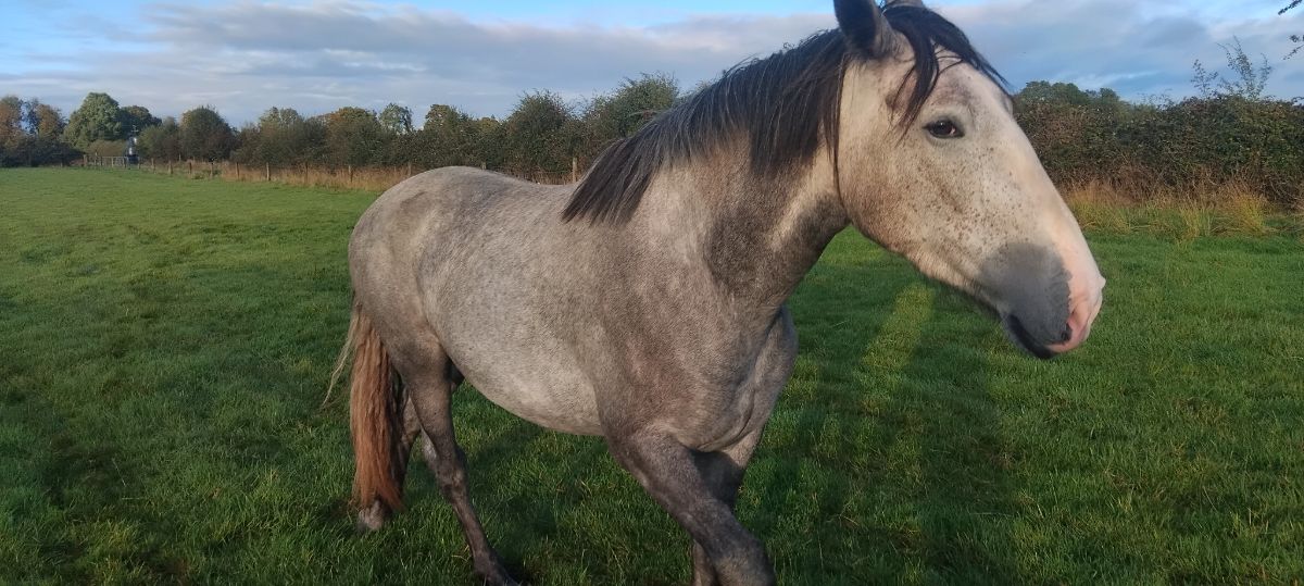 near 17 hands, grey mare very quiet ,haltered an walking,farmer breeder, photo 2