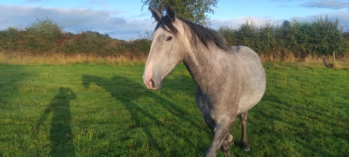 near 17 hands, grey mare very quiet ,haltered an walking,farmer breeder, photo 3