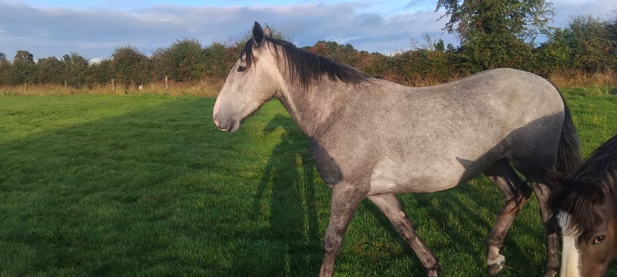 near 17 hands, grey mare very quiet ,haltered an walking,farmer breeder, photo 4