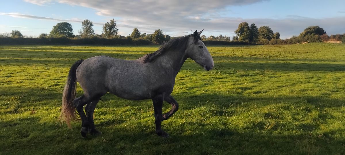 near 17 hands, grey mare very quiet ,haltered an walking,farmer breeder, photo 5
