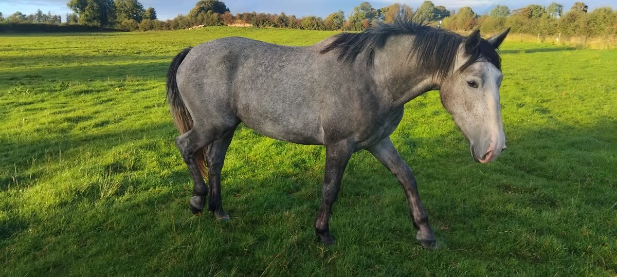 near 17 hands, grey mare very quiet ,haltered an walking,farmer breeder, photo 6