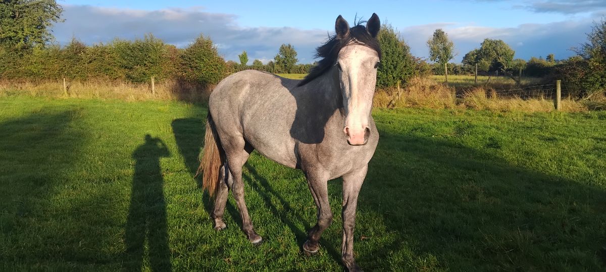 near 17 hands, grey mare very quiet ,haltered an walking,farmer breeder, photo 7