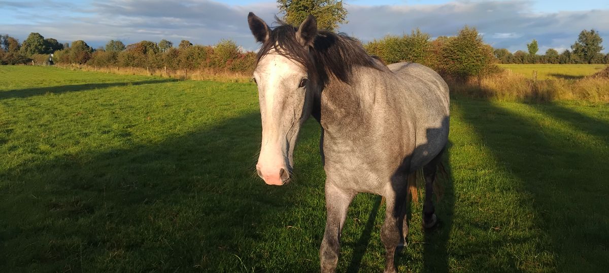 near 17 hands, grey mare very quiet ,haltered an walking,farmer breeder, photo 8