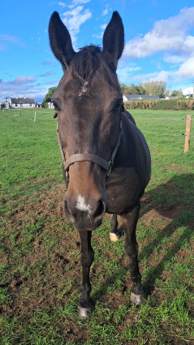 Cruising Beech, broodmare in foal to Madgeslane Luidam. photo 2