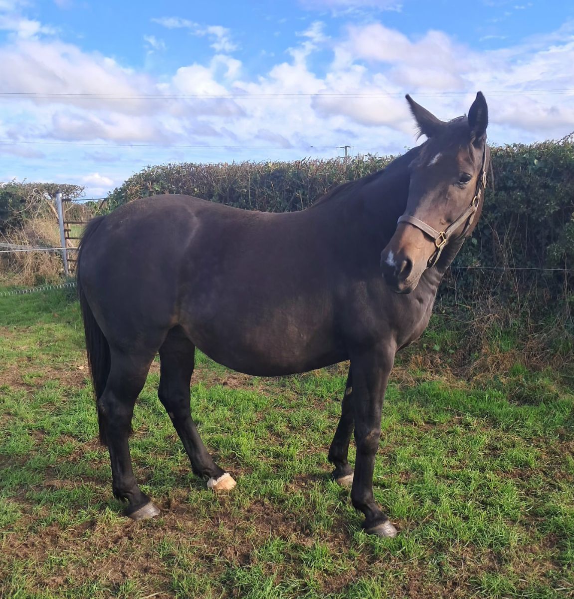 Cruising Beech, broodmare in foal to Madgeslane Luidam. photo 3