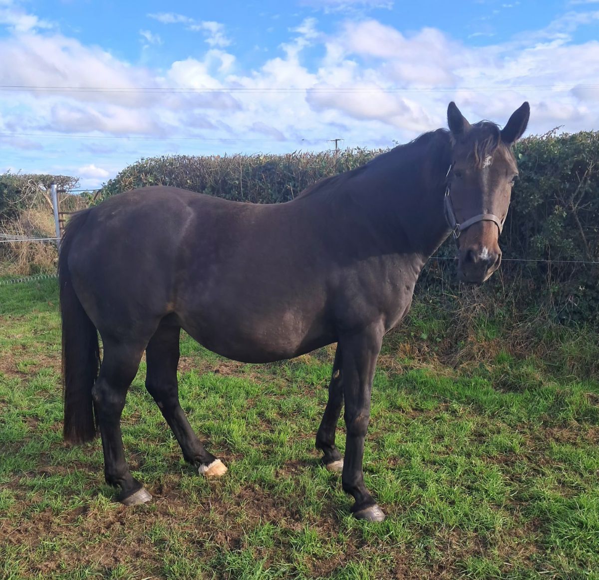 Cruising Beech, broodmare in foal to Madgeslane Luidam. photo 5