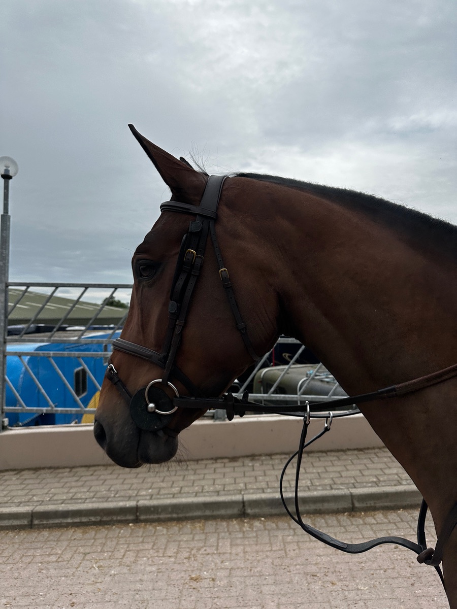 7yr old  bay Gelding