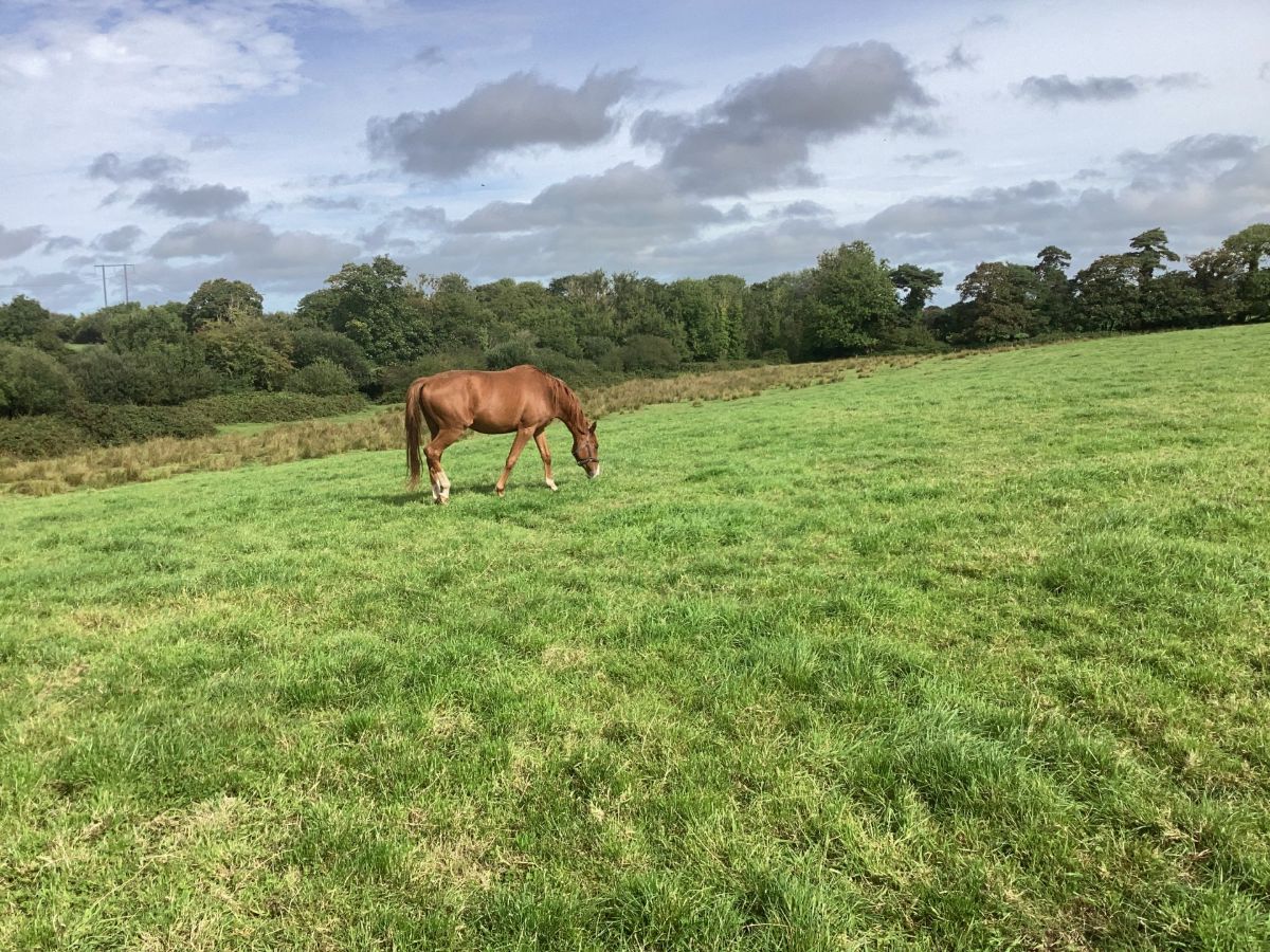3 Year Old Thoroughbred Gelding photo 3