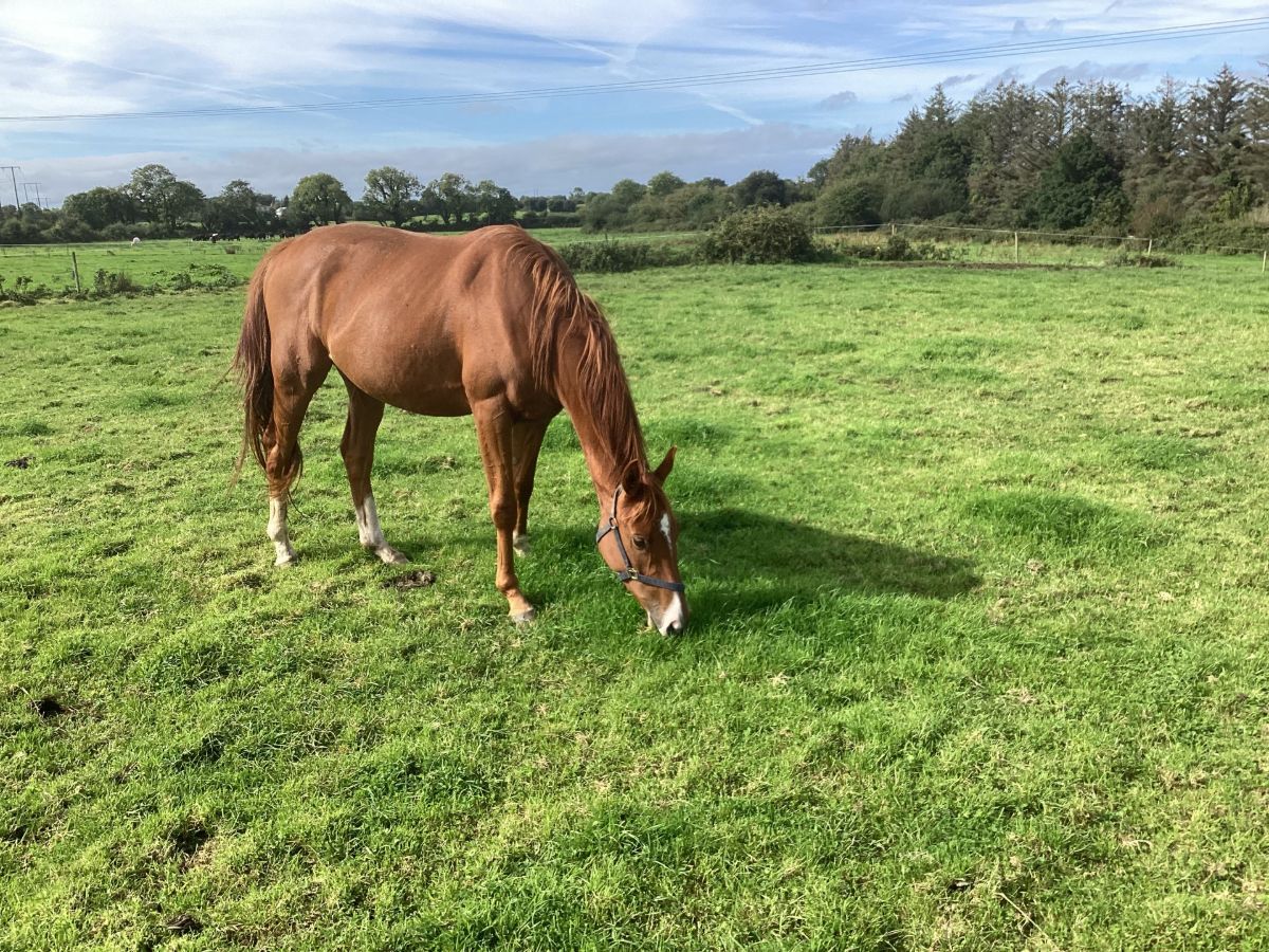 3 Year Old Thoroughbred Gelding photo 2