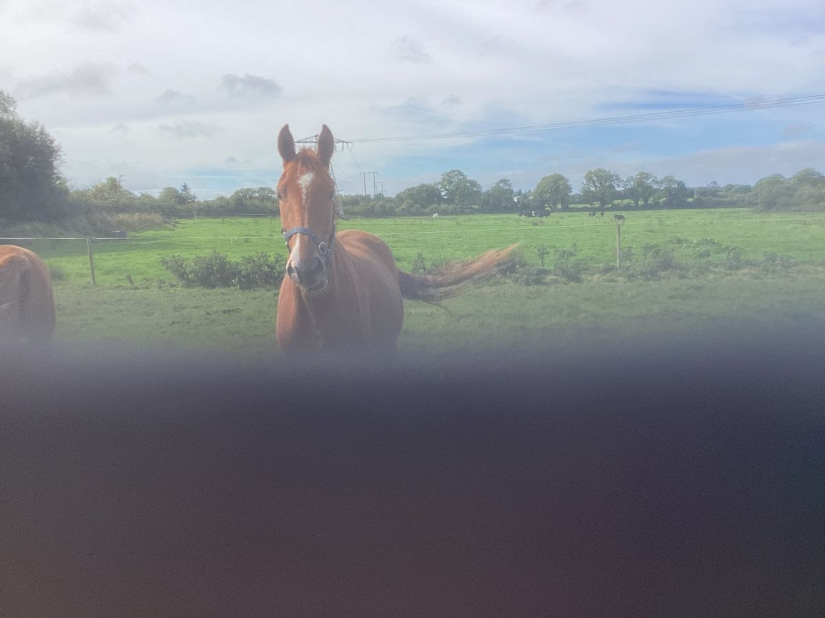 3 Year Old Thoroughbred Gelding