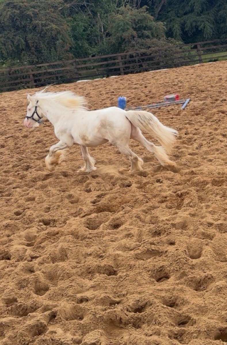 Colt 2 year old
