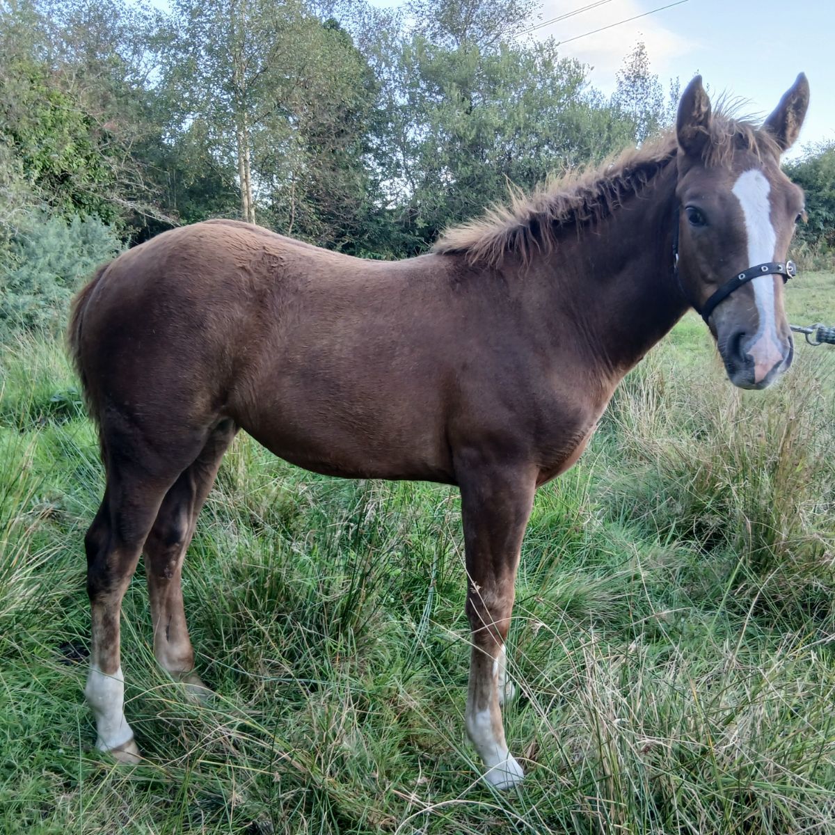 Irish draft foal