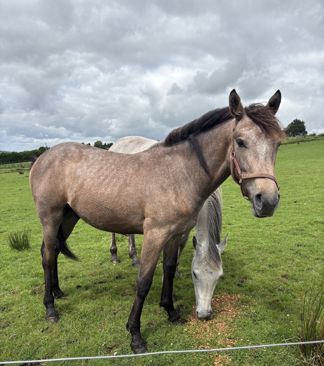 Yearling Sport Horse Colt