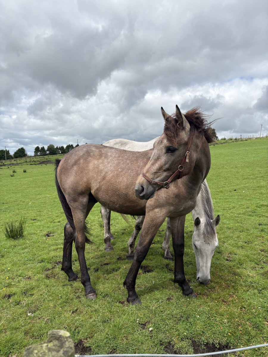 Yearling Sport Horse Colt photo 2