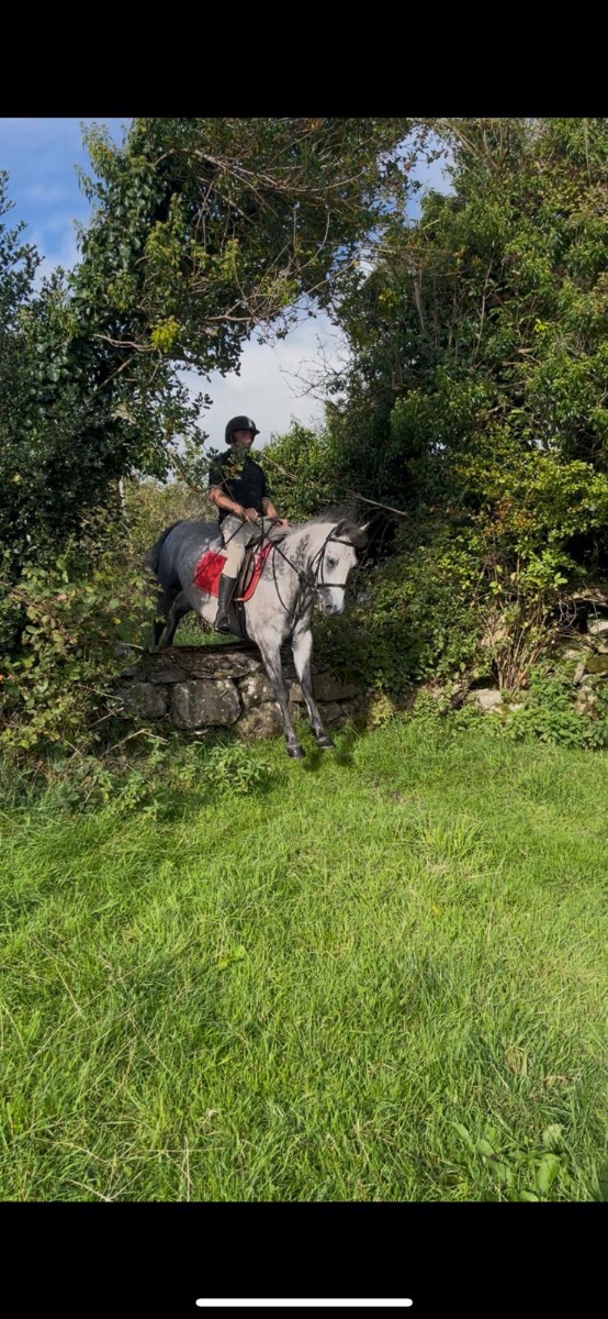 14/2 grey  Connemara gelding photo 2