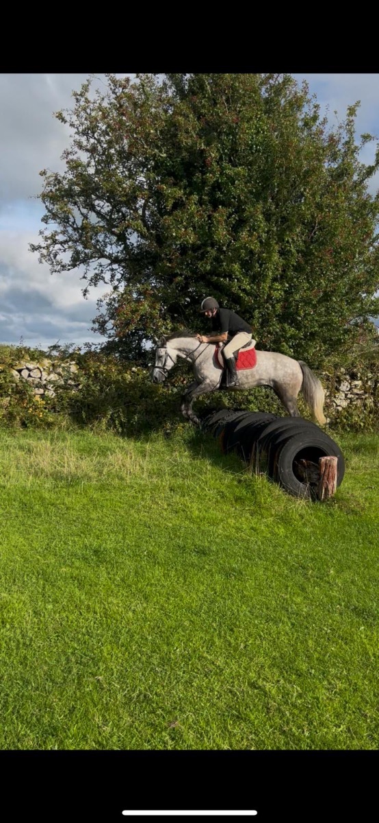 14/2 grey  Connemara gelding photo 6