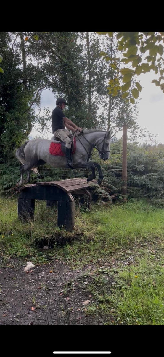 14/2 grey  Connemara gelding photo 5