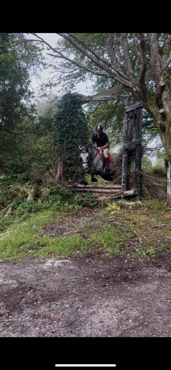 14/2 grey  Connemara gelding photo 3