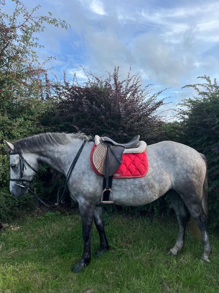 14/2 grey  Connemara gelding
