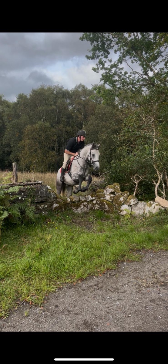 14/2 grey  Connemara gelding photo 4