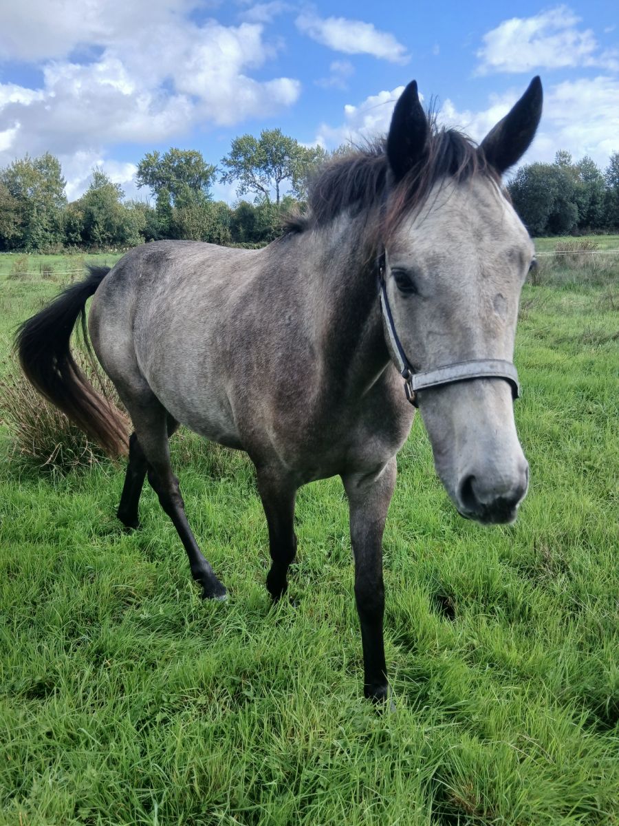 3 Year Old Gelding photo 2