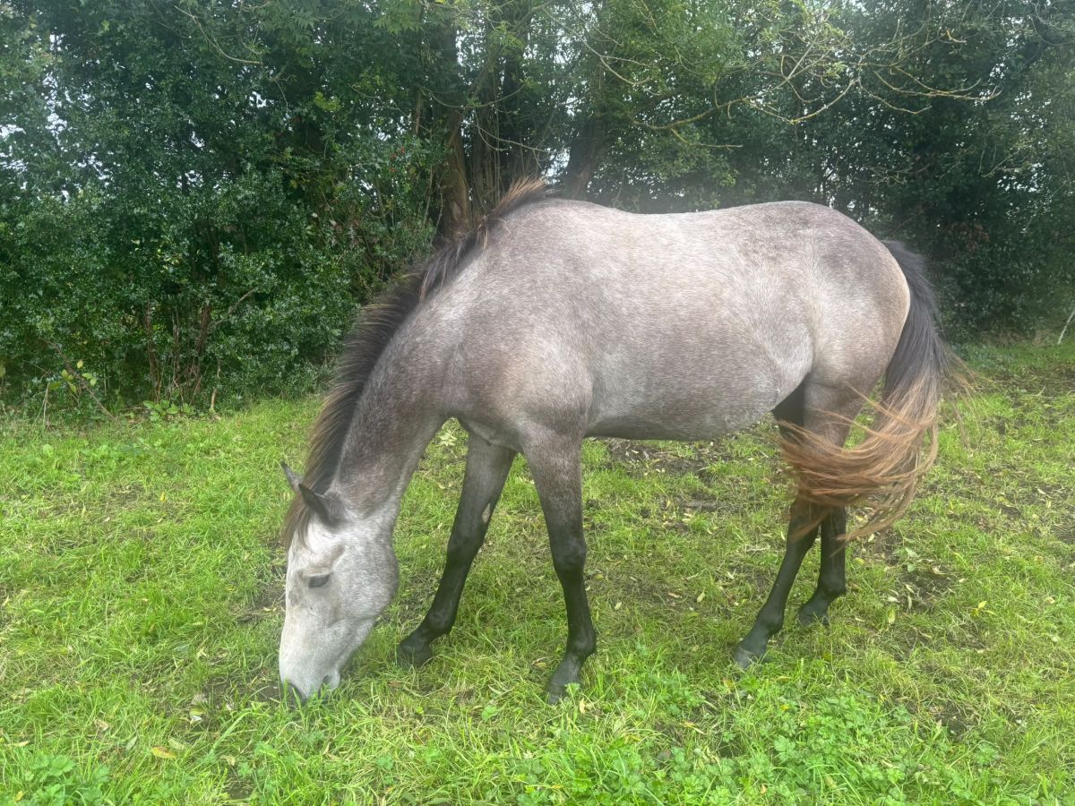 3 Year Old Gelding