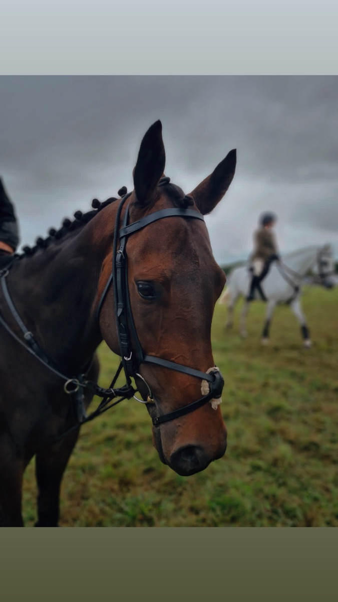 5yo gelding tb